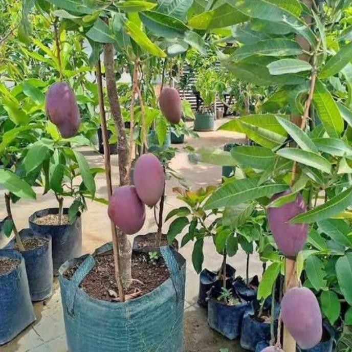 PREMIUM Tanaman Buah Mangga Irwin Sudah Berbuah