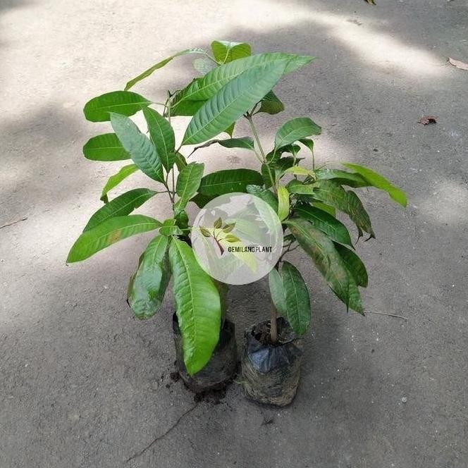 PREMIUM Bibit Pohon Gandaria - Tanaman Gandaria Jatake - Buah Gandaria