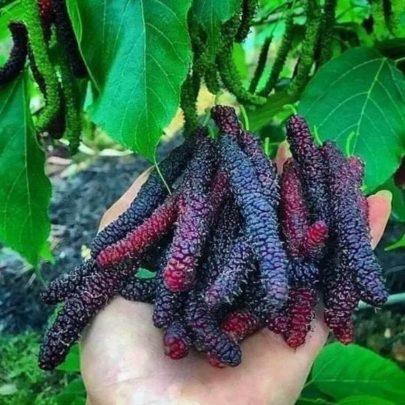PREMIUM bibit buah long murbei tanaman murbei berbuah panjang AA1 a AA66