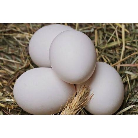 

Buruan beli] TELUR AYAM KAMPUNG ORGANIK ASLI ALAMI KUALITAS PREMIUM ISI 6 BUTIR