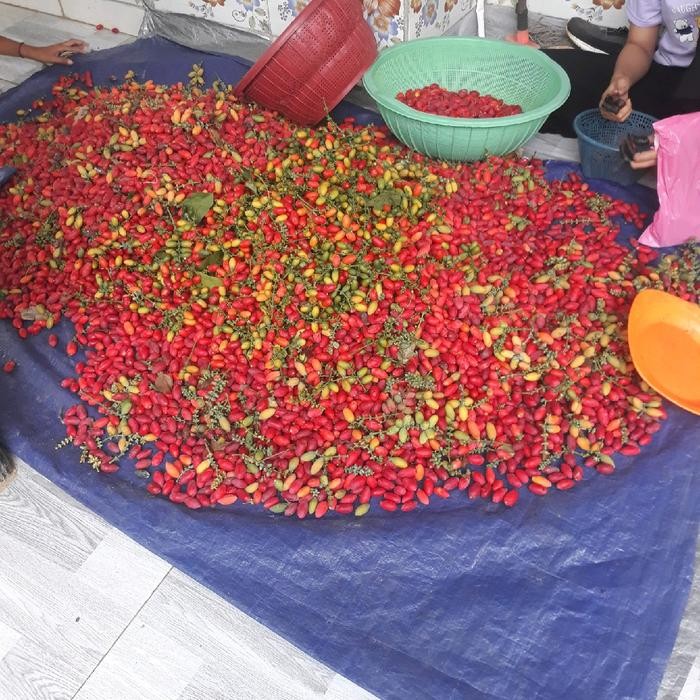 

Sale EMPING MELINJO ASLI BANTEN 1 KG Ready