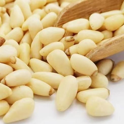 

Raw Pine Nut / Kacang Pinus Mentah