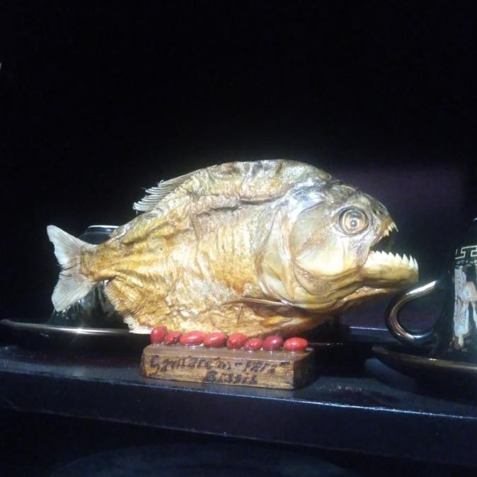 CO pajangan ikan piranha kering
