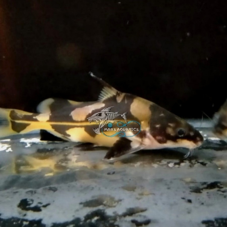 IKAN HIAS MARBLE LANCER CATFISH BESAR