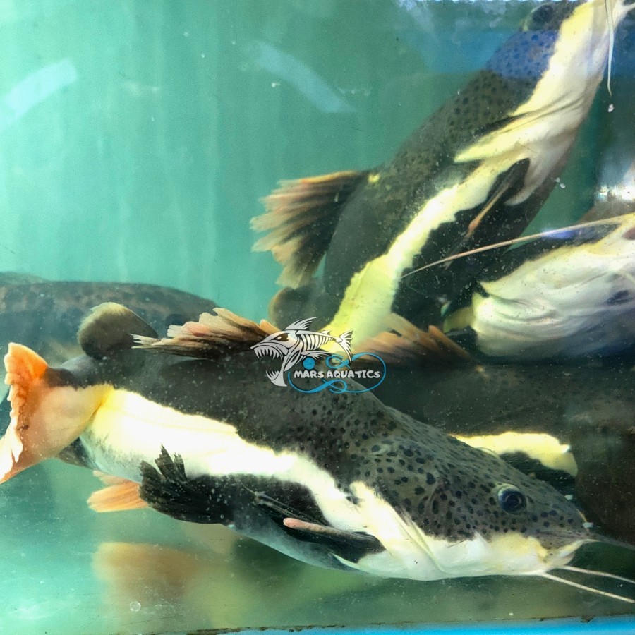 IKAN HIAS RTC SHORTBODY RED TAIL CATFISH