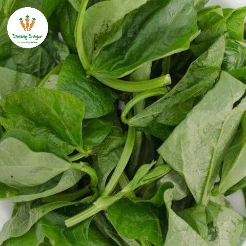 

Sayur Daun Kacang Segar - 1 ikat