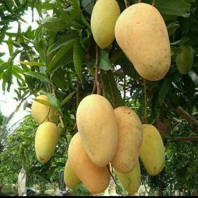 PREMIUM BIBIT TANAMAN BUAH MANGGA CHOKANAN/ MANGGA COKANAN ASLI