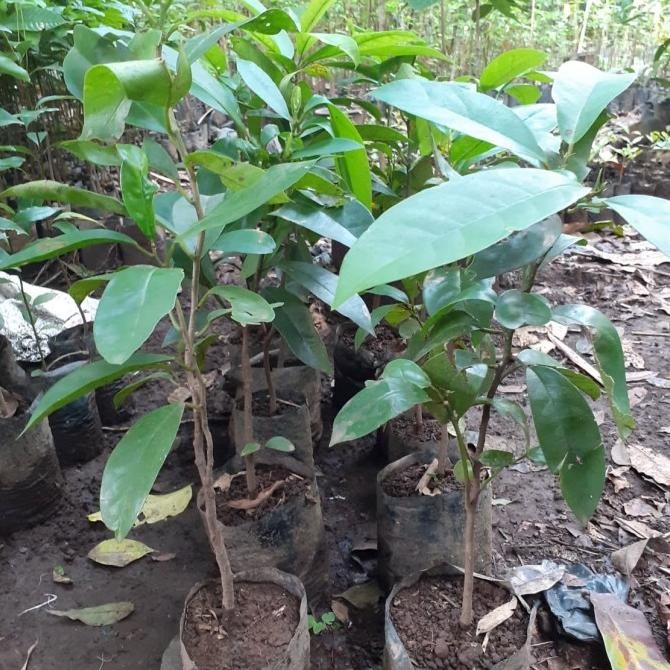 PREMIUM Bibit Tanaman Langka Buah Buni - Buah Huni LANGKA
