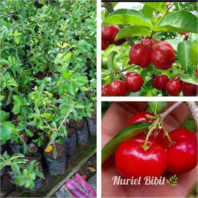PREMIUM bibit Chery/ceri/cerry vietnam pohon tanaman buah bisa berubah