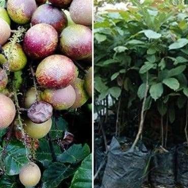 PREMIUM Bibit Matoa Pohon Matoa Bibit Buah Matoa Tanaman Matoa