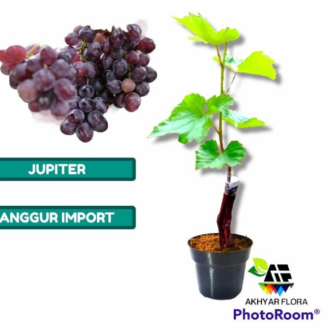PREMIUM Bibit Anggur Jupiter Bibit Tanaman Buah Anggur Import Jupiter