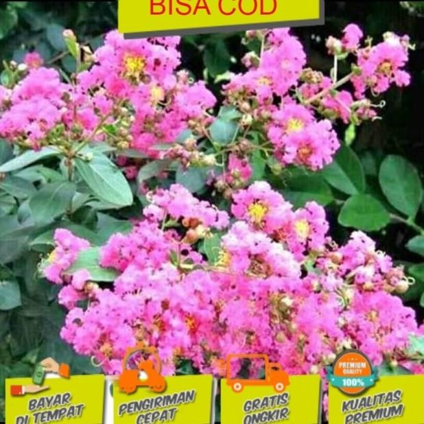 PREMIUM sakura asli jepang Bibit tanaman buah