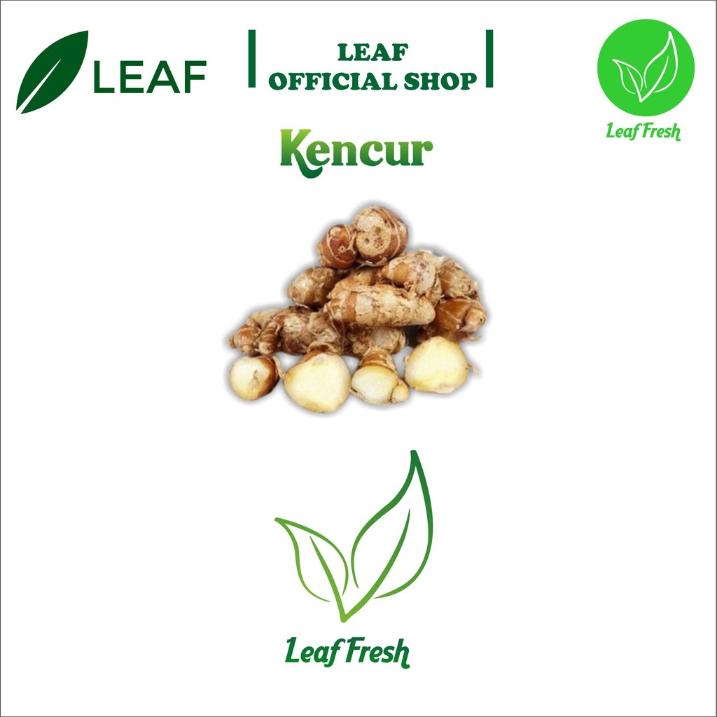 

KENCUR SEGAR BY LEAF FRESH