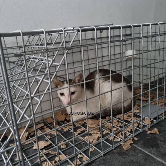 """] kurungan besar lipat jebakan Kucing luwak Musang 76x28x30cm hewan