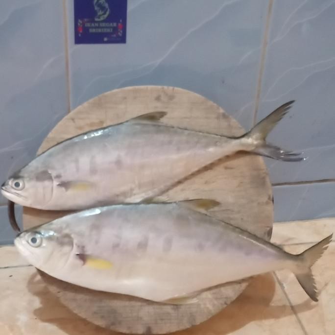 

Promo Ikan Talang Talang Fresh Berkualitas 1 Kilogram COD