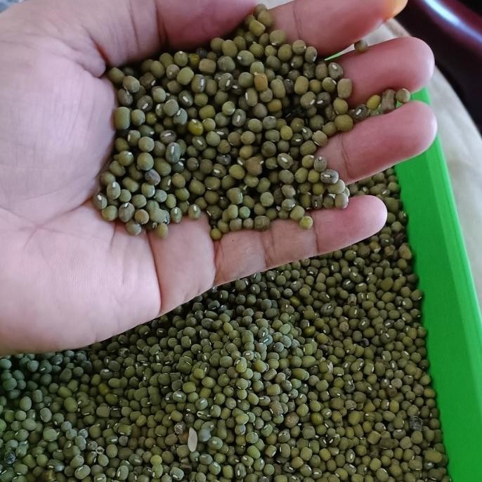 

(Good) Biji Kacang Hijau 1 kg Ijo Baru Panen Organik Super Food Multivitamin