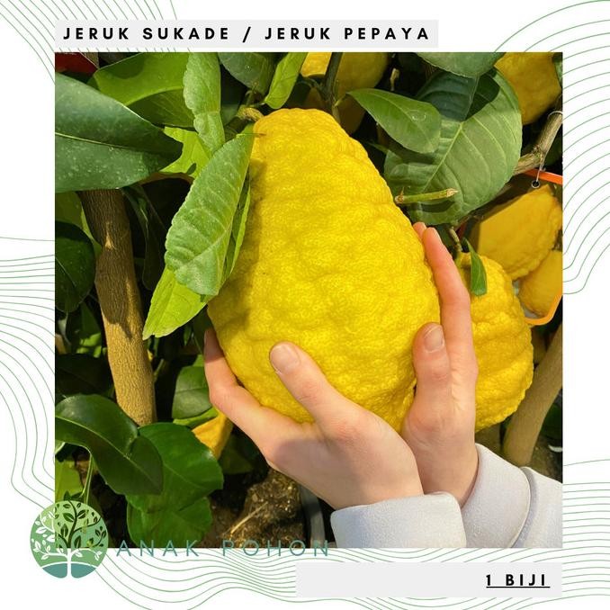 Benih Bibit Biji - Buah Jeruk Sukade / Jeruk Pepaya Citrus (Citrus medica) Fruit Seeds - IMPORT mura