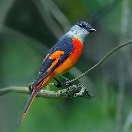 burung mantenan mini pilihan murah