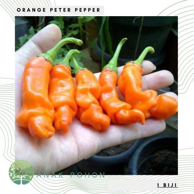 Benih / Bibit / Biji - Cabe Porno Orange Peter Pepper - IMPORT murah