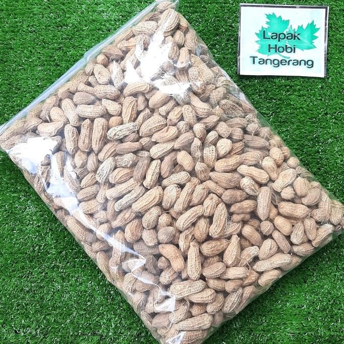 

KACANG TANAH KULIT SANGRAI PARROT AFGREY MACAW KAKATUA 1KG murah