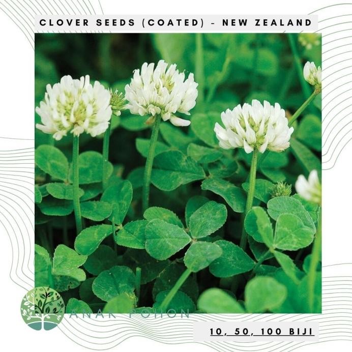 Benih Bibit Biji - Clover New Zealand (Coated) Dutch Clover True Irish Shamrock White Clover Cover C