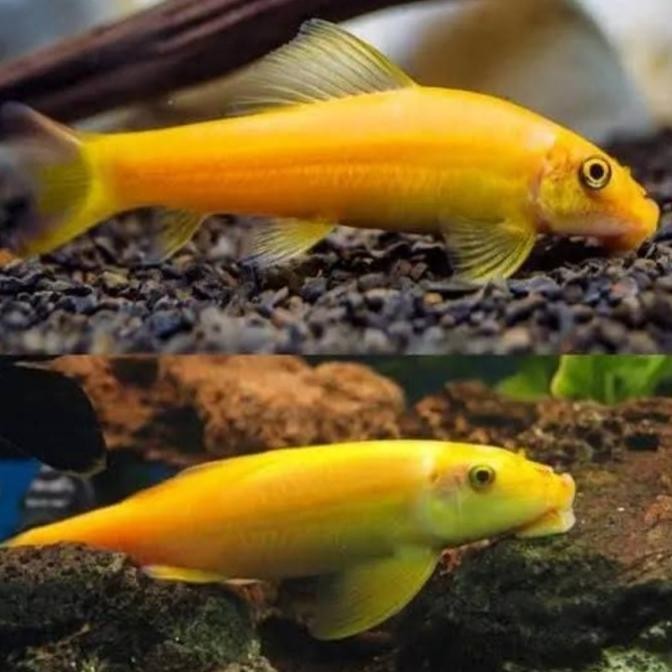 (Good) ikan cae algae eater, chinese algae eater pembersih lumut Aquascape
