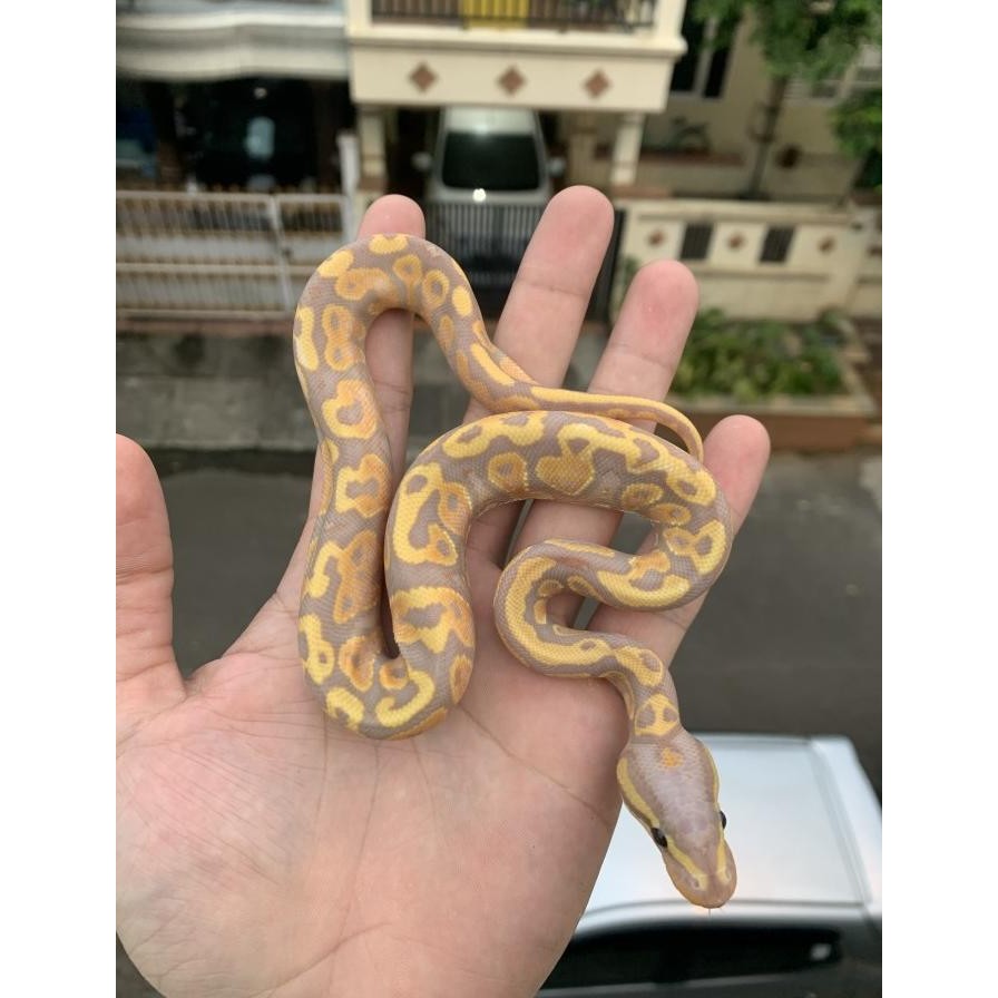 ball python banana murah / ball python murah banana