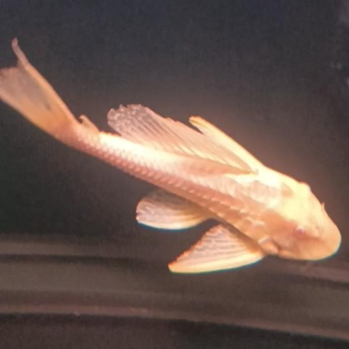 Pleco L083 Gibicep ikan hias sapu sapu mentega murah