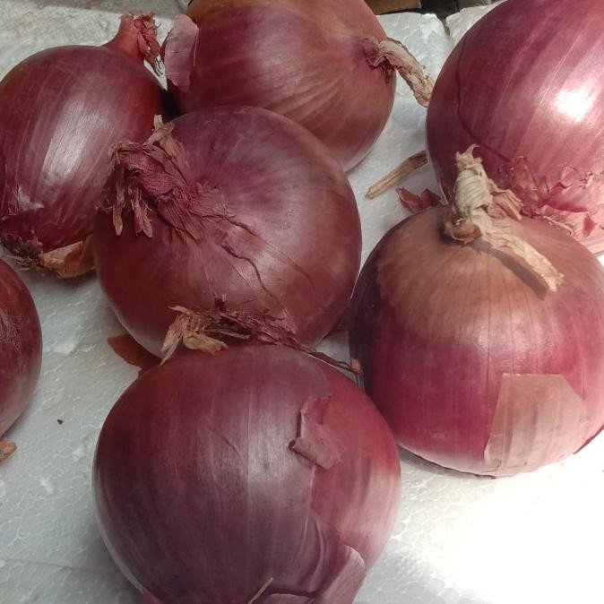 

bawang bombay Bombay merah NZ/unggu murah