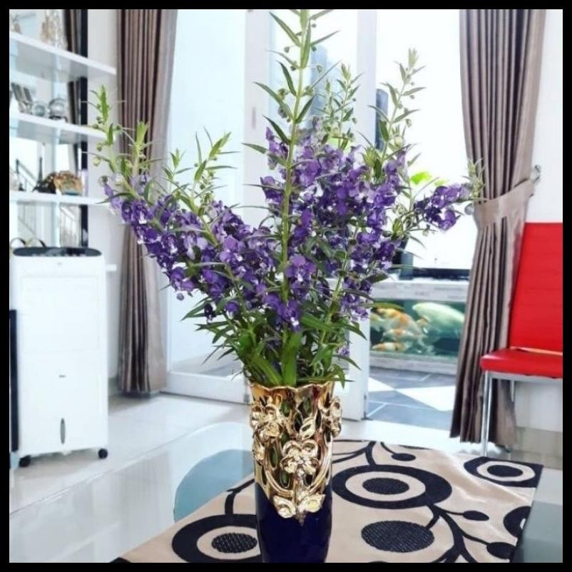  BUNGA LAVENDER ASLI PENGUSIR NYAMUK / TANAMAN HIAS LAVENDER BUNGA UNGU & PUTIH TANAMAN HIDUP LAVEND