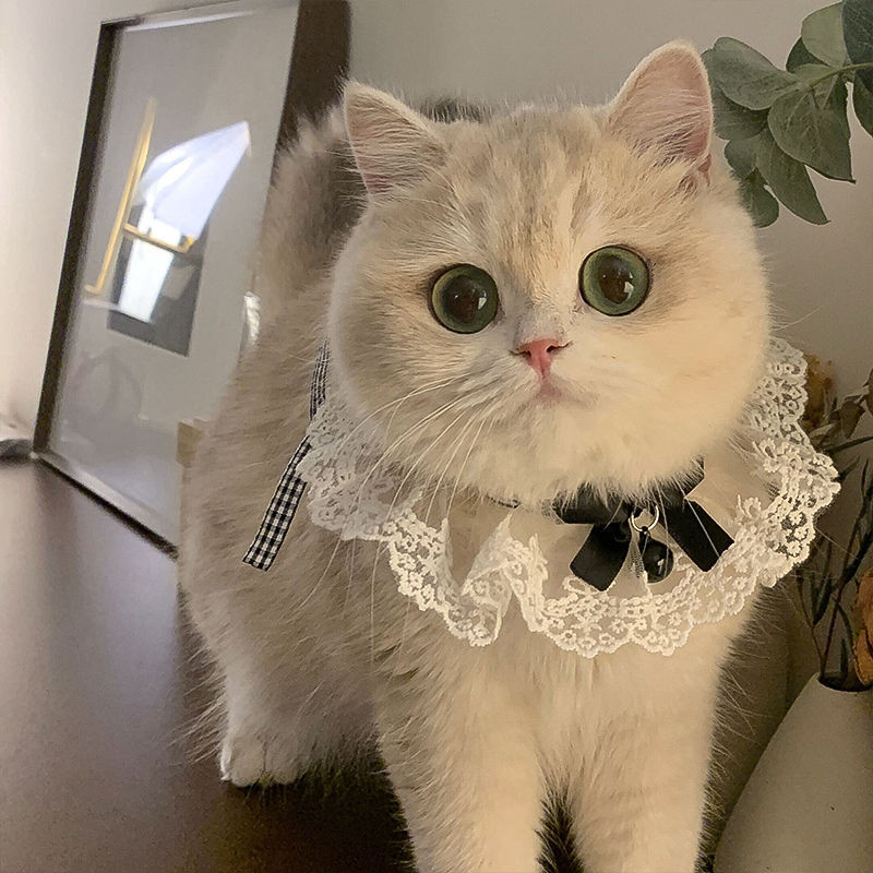 Planet Ekor COD  Syal Kucing Kerah Renda Dekorasi Syal Anjing