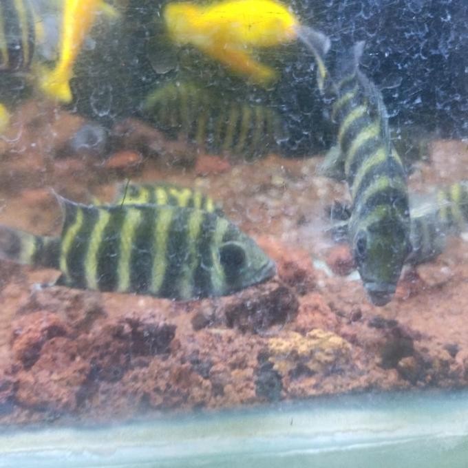 Murah Ikan Hias Air Tawar " Convict Cichlid " Size L Non COD