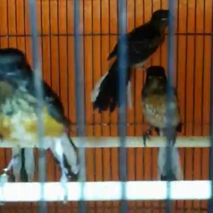 Murah MURAI TROTOL JANTAN BURUNG MURAI BATU MEDAN TROTOLAN JANTAN Non COD