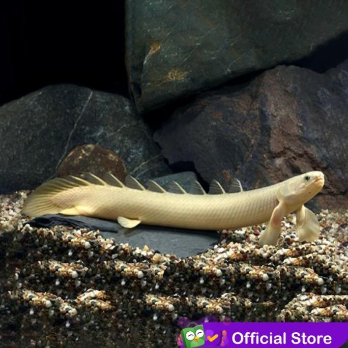 Murah Palmas Senegalus Naga Air Tawar / Ikan Predator / Ikan Hias Aquascape Non COD