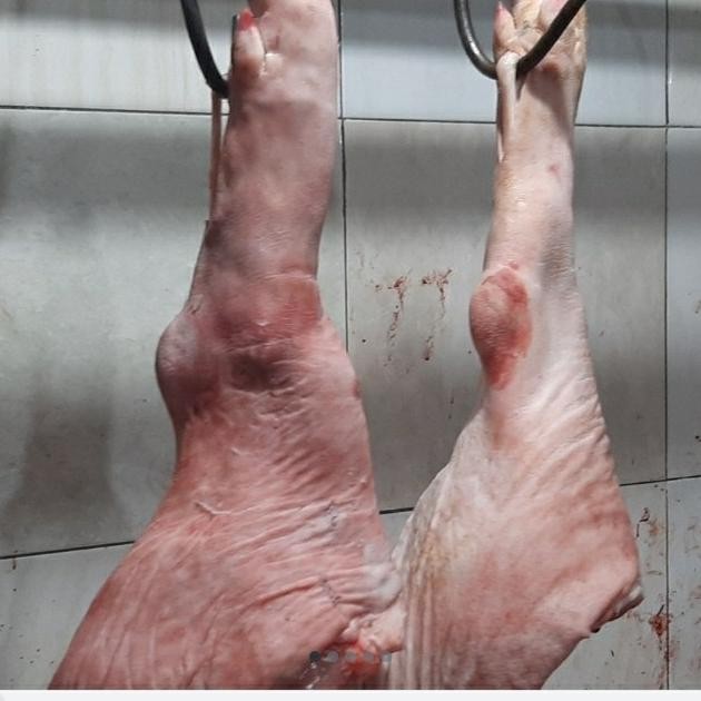 

Murah Kaki Babi / Babi Lokal / Bukan Import / Fresh