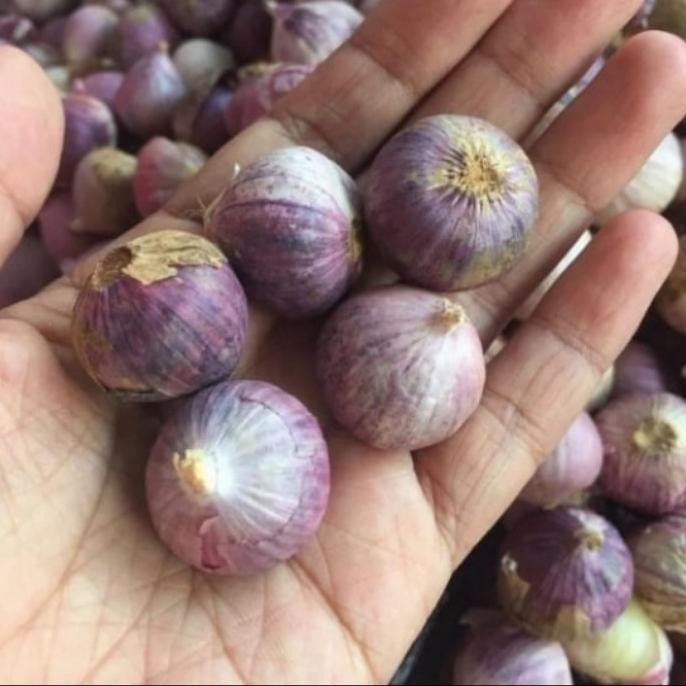 

Bawang Putih Tunggal Ukuran Besar/Bawang Lanang Kering Fresh 250 gr [terbaik]