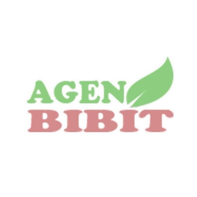 [Good] Bibit Pohon Culan - Tanaman Pacar Cina - Kemuning Cina