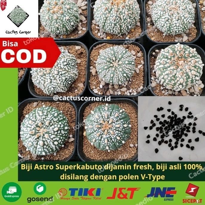 [Good] Biji Benih Kaktus Astro wajib chat