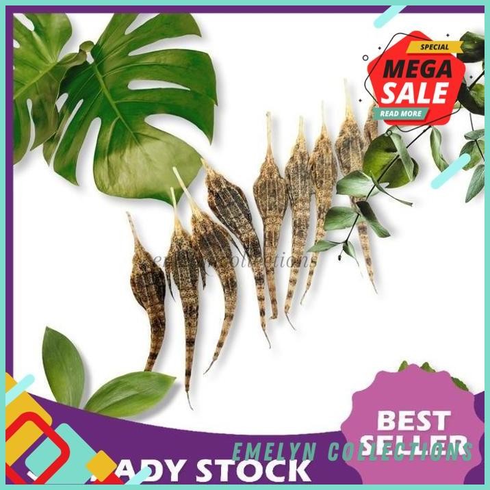 

READY 5 EKOR BURUNG LAUT KERING KHASIAT SEPERTI KUDA LAUT OBAT HERBAL FRESH !