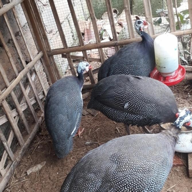 Promo Ayam Mutiara / Amut / Ayam Hias / Anakan Ayam Mutiara / Ayam