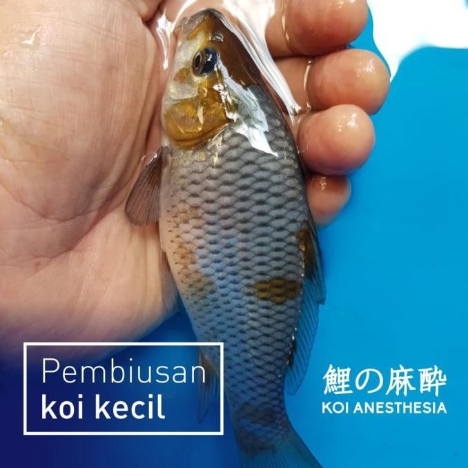 BIUS IKAN KOI ANESTHESIA 100 ML