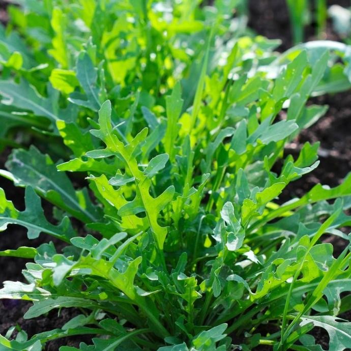 fresh  Benih Bibit Biji - Arugula Slow Bolt Rocket Roquette Salad Leaves Seeds - IMPORT murah