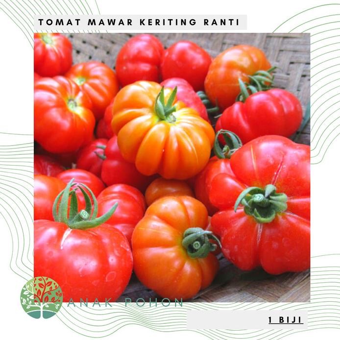 fresh  Benih / Bibit / Biji - Tomat Mawar Rewako F1 Hibrida Cap Panah Merah murah