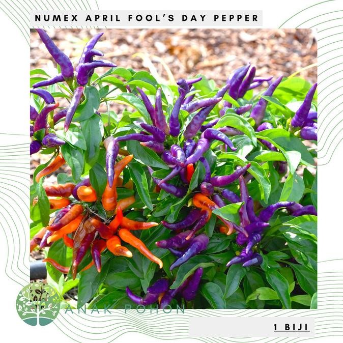 fresh  Benih / Bibit / Biji - Cabai Numex April Fool's Day Pepper Seeds murah