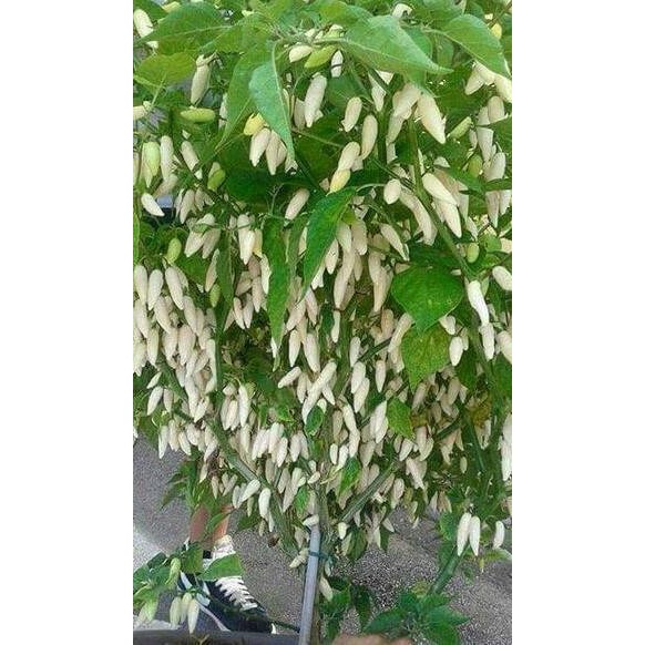 fresh  Benih / Bibit / Biji - Cabai White Coyote Zan Pepper Seeds murah