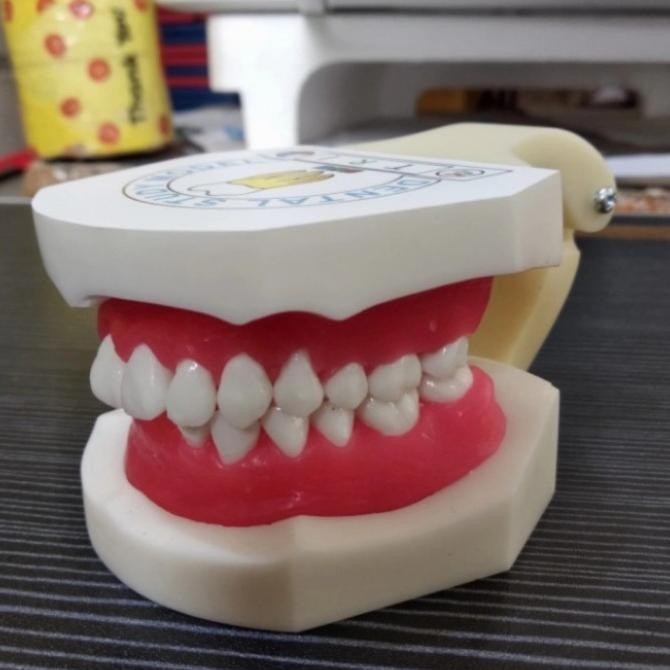 Dental Study Model Typodont Orthodontic Model Gigi Pelatihan Ortho Wax
