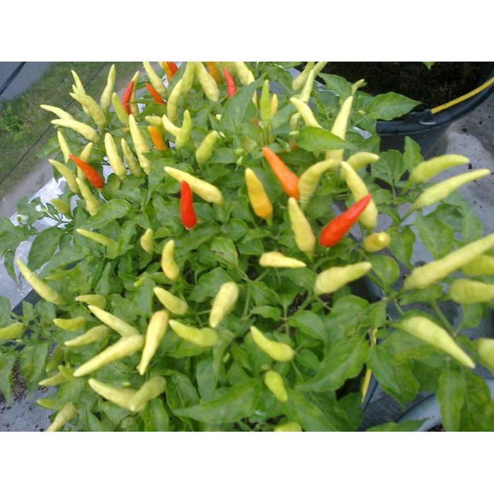 

Terlaris Tanaman Buah - Cabe / Cabai Rawit Bukan Biji!