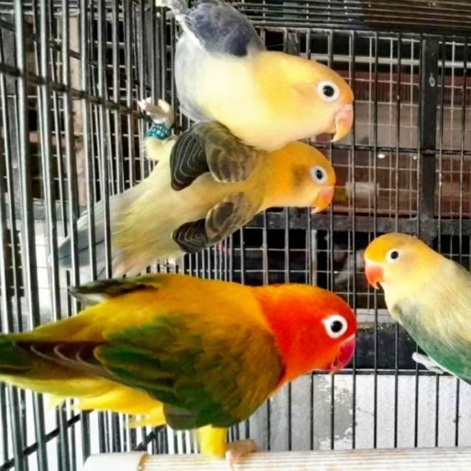 Terlaris Love Bird Biola Euwing Gold Ready Stok