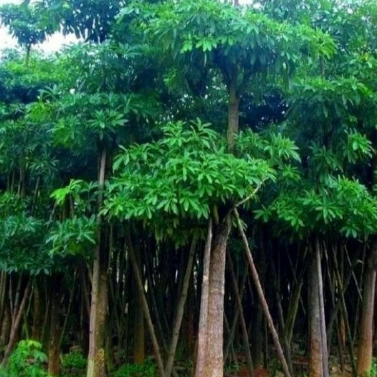 gj-46 Best Seller pohon pule besar - pohon pelindung pule - tanaman hias pule Viral Berkualitas