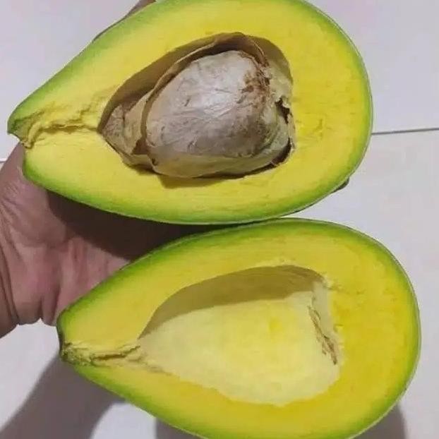 

Alpukat mentega 1kg garansi nUg